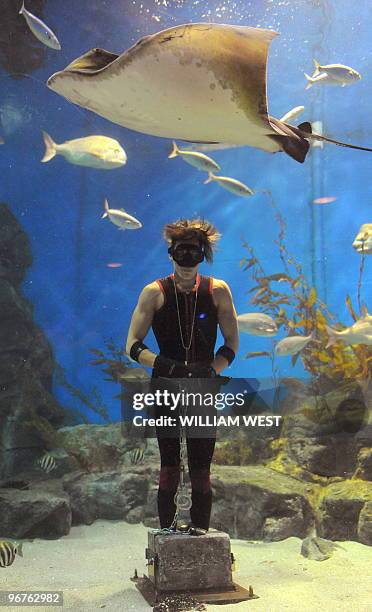 Melbourne escape artist 'Cosentino' is surrounded by sharks, stingrays and fish as he attempts to free himself after being handcuffed and shackled to...