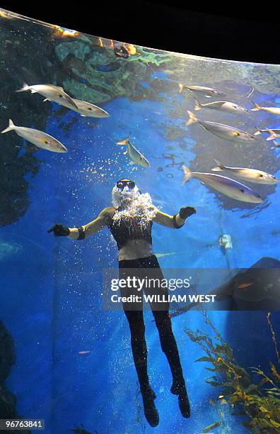 Melbourne escape artist 'Cosentino' makes his escape surrounded by sharks, stingrays and fish as he frees himself after being handcuffed and shackled...