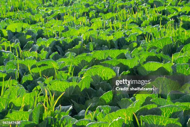 field of green organic vegetables garden in countryside of cemoro lawang, bromo, indonesia - shaifulzamri bildbanksfoton och bilder