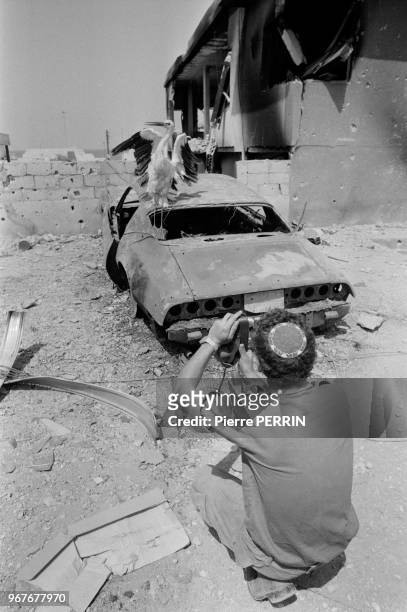 Un soldat israélien photographie une cigogne posée sur une voiture détruite à Beyrouth lors du conflit israélo-palestinien le 13 aout 1982, Liban.