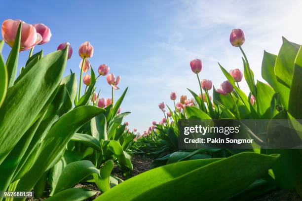 colorful of tulip field with sunlight time in amsterdam - tulips amsterdam stock pictures, royalty-free photos & images