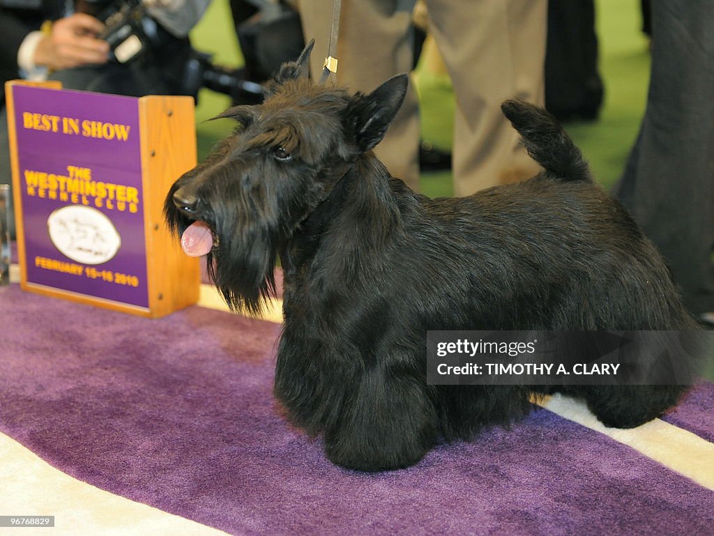Scottish Terrier Sadie poses for the pre