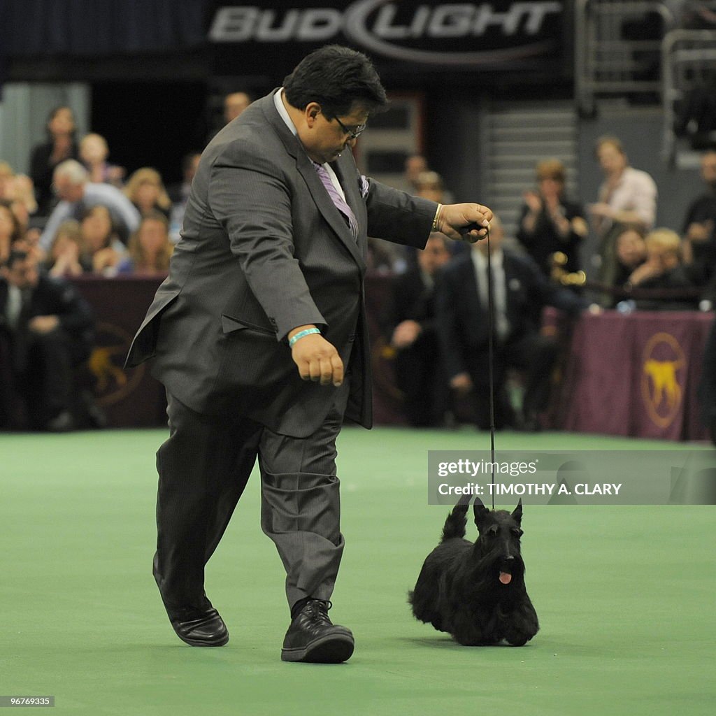Scottish Terrier Sadie takes a run with handler Gabriel Rangel