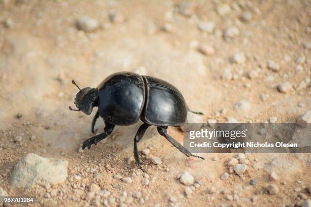 flightless dung beetle on rocky ground in addo national park in south africa - dung beetle stock-fotos und bilder