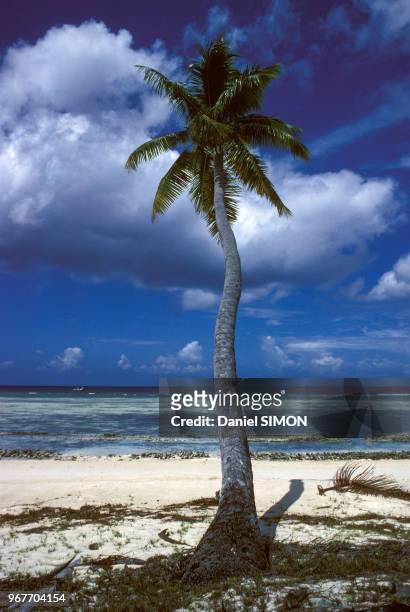 Palmier sur une plage de l'île Aldabra le 20 novembre 1982 à Victoria aux Seychelles.