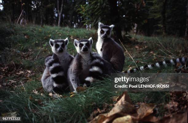 Makis Catta, lémuriens au parc animalier de la Vallée des Singes le 17 octobre 1999, à Romagne, Vienne, France.