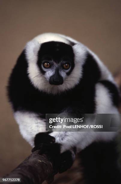 Maki Vari noir et blanc au parc animalier La Vallée des Singes le 17 octobre 1999 à Romagne, France.