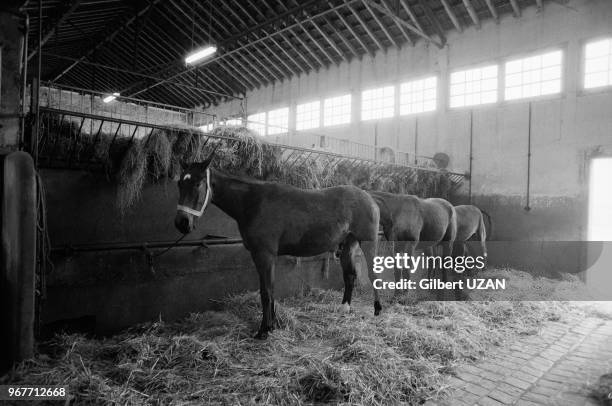 Chevaux aux abattoirs de Vaugirard dans le 15ème arrdt de Paris le 13 mars 1974, France.