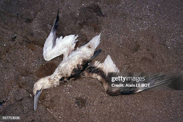 Oiseau mazouté après le naufrage du pétrolier Erika le 15 décembre 1999 à La Turballe, France.