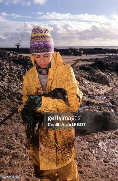 Oiseau mazouté après le naufrage du pétrolier Erika le 27 décembre 1999 à Pornichet, France.