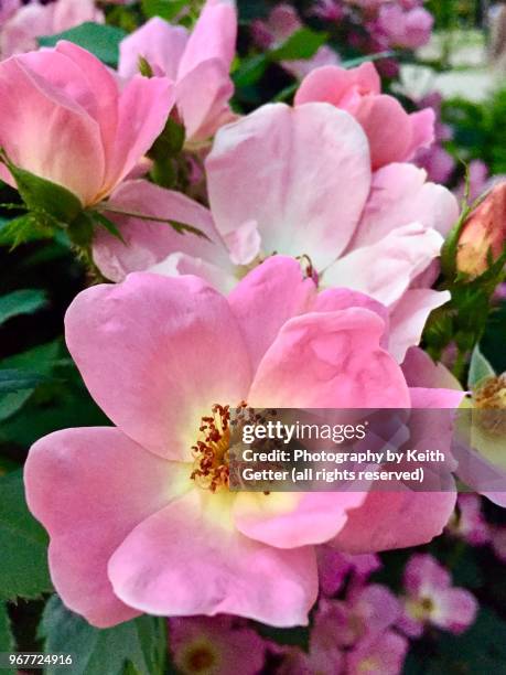 Coming Up Roses Photos and Premium High Res Pictures - Getty Images