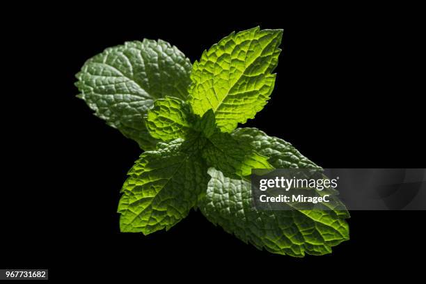 mint leaf on black - menta gastronomía fotografías e imágenes de stock