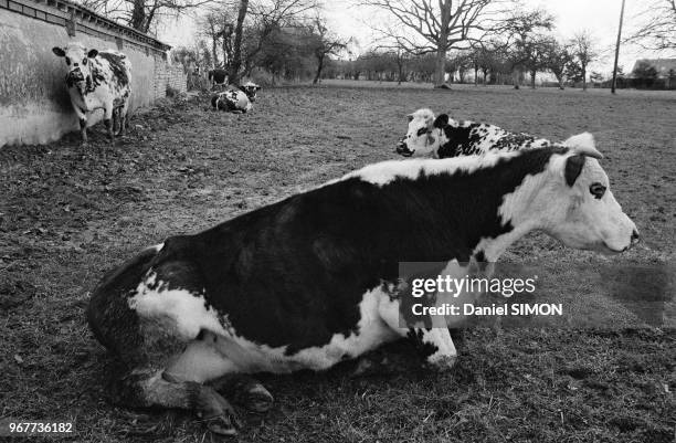 Vaches malades lors d'une épidémie de fièvre aphteuse en Basse-Normandie le 28 mars 1979, France.