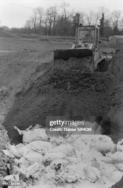 Vaches et porcs abattus sont ensevelis suite à une épidémie de fièvre aphteuse en Basse-Normandie le 28 mars 1979, France.