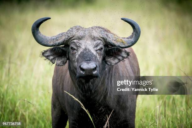 the african buffalo (syncerus caffer) in queen elizabeth national park - horn of africa stock-fotos und bilder