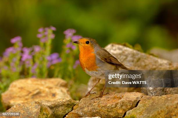 Rouge-gorge .