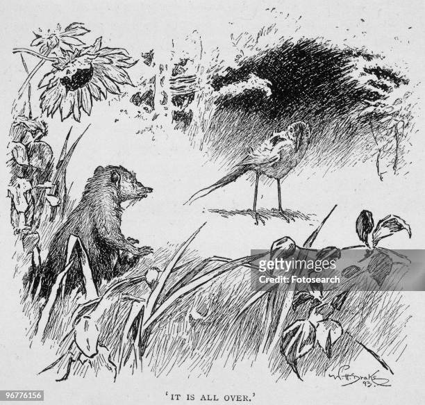 An Illustration of a Mongoose and a Bird from Riki Tikki Tavi a Short Story from Jungle Book circa 1894.