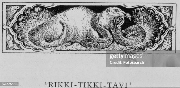 An Illustration of a Mongoose and a Snake from Riki Tikki Tavi a Short Story from Jungle Book circa 1894.