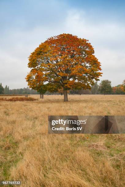 alone tree with red and yellow leaves, bushy park, richmond upon thames - richmond upon thames ストックフォトと画像