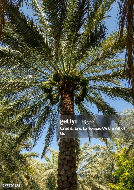 Date palms in an oasis, Ad Dakhiliyah Region, Al Hamra, Oman on May 10, 2018 in Al Hamra, Oman.