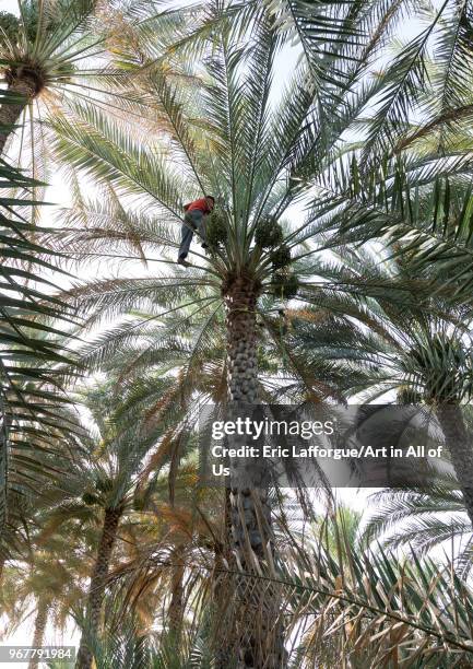 Man climbing to collect dates in an oasis, Ad Dakhiliyah Region, Al Hamra, Oman on May 10, 2018 in Al Hamra, Oman.