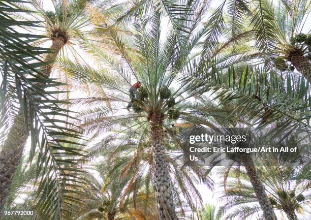 Man climbing to collect dates in an oasis, Ad Dakhiliyah Region, Al Hamra, Oman on May 10, 2018 in Al Hamra, Oman.