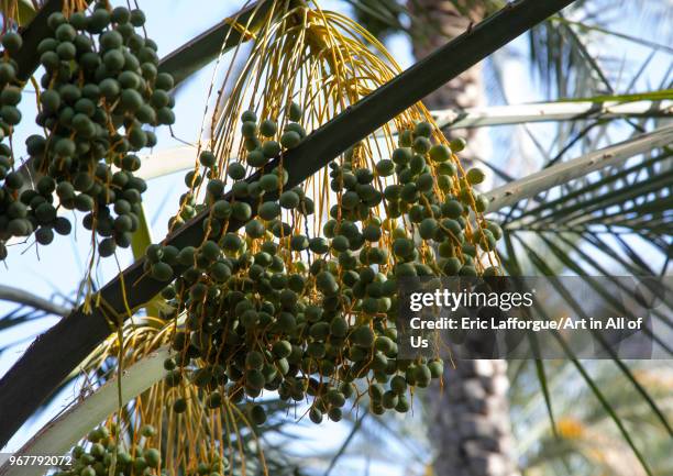 Date palms in an oasis, Ad Dakhiliyah Region, Al Hamra, Oman on May 10, 2018 in Al Hamra, Oman.