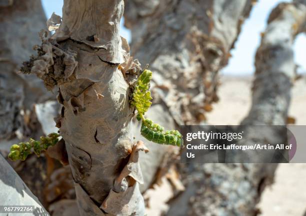 Frankincense tree leaves, Dhofar Governorate, Wadi Dokah, Oman on May 14, 2018 in Wadi Dokah, Oman.