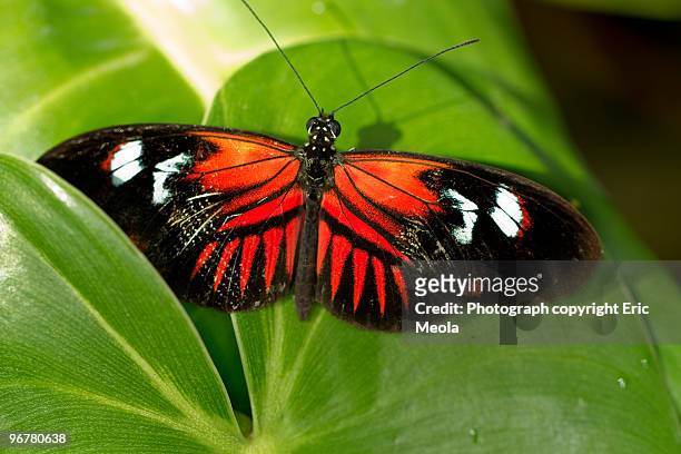 butterfly on leaf. - pdcsm1 do not delete stock-fotos und bilder
