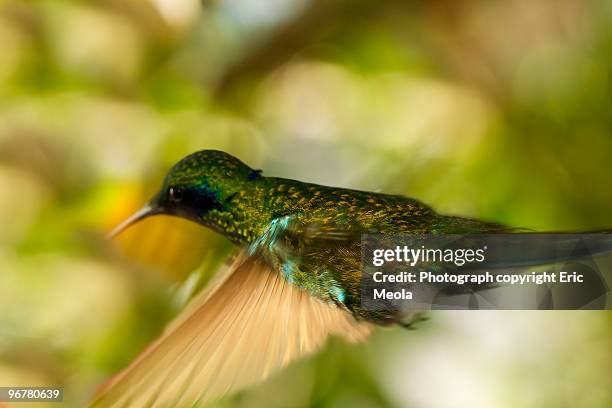 hummingbird in flight - pdcsm1 do not delete stock-fotos und bilder