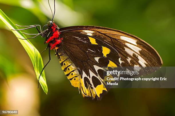 butterfly on leaf. - pdcsm1 do not delete stock-fotos und bilder