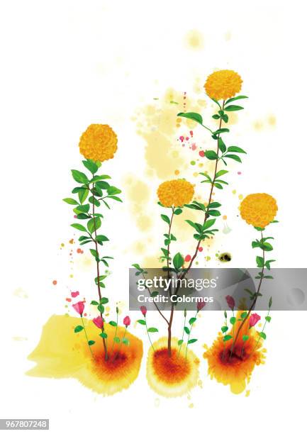 conceptual flower art work on white background - calendula stock-fotos und bilder