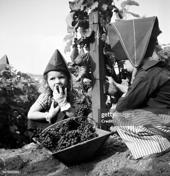 Picture taken on October 1, 1959 showing children harvesting grapes on Montmartre hill at Paris.