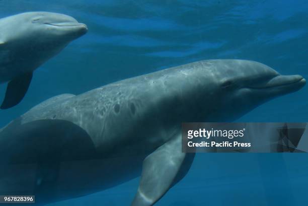 The baby female Common bottlenose dolphin pictured with her mother 'Noa' at Madrid Zoo and Aquarium. She have reached the first month of life with...
