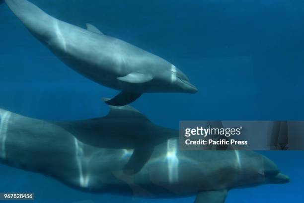 The baby female Common bottlenose dolphin pictured with her mother 'Noa' at Madrid Zoo and Aquarium. She have reached the first month of life with...