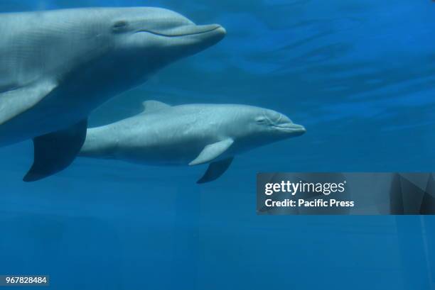 The baby female Common bottlenose dolphin pictured with her mother 'Noa' at Madrid Zoo and Aquarium. She have reached the first month of life with...