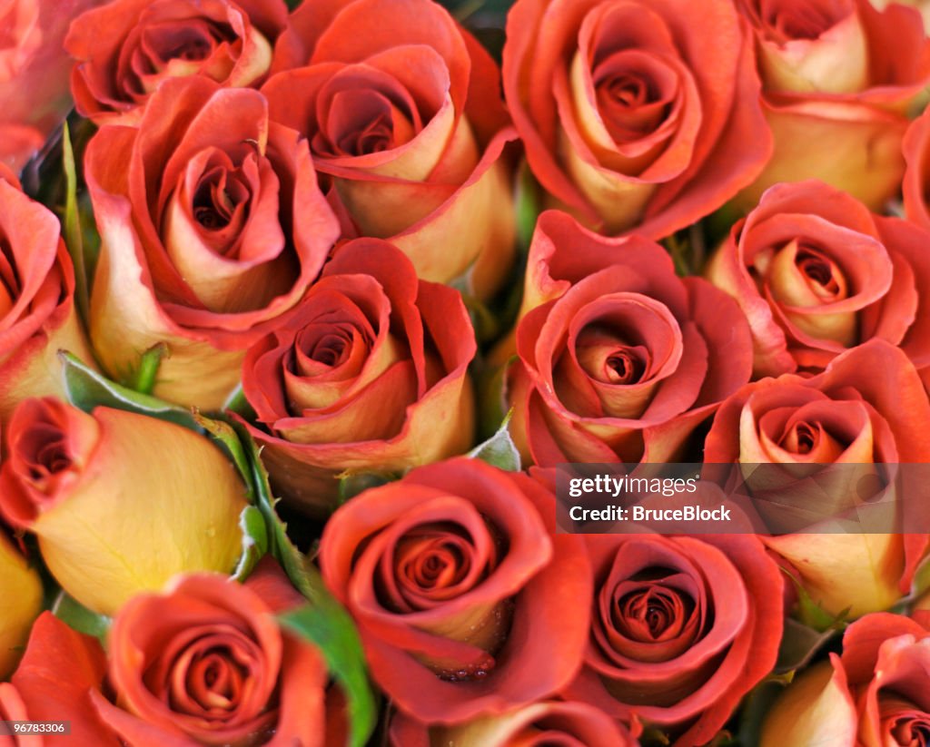 Leonidas Roses Bouquet Of Leonidas Roses High-Res Stock Photo - Getty Images