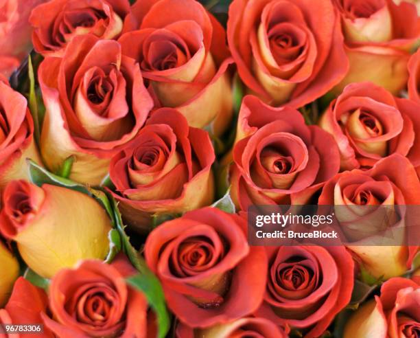 bouquet of leonidas roses - leonida rose stock pictures, royalty-free photos & images