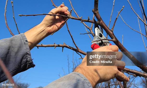 pruning - tree removal stock pictures, royalty-free photos & images