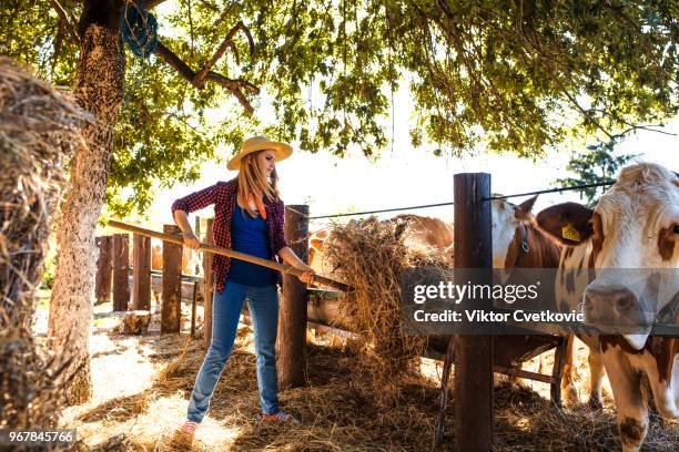 daily job at ranch - retro cowgirl stock pictures, royalty-free photos & images