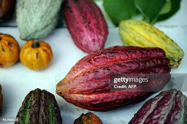 Diverse sorts of cacao beans on display at the greenhouse of the Tropical Agriculture Research and Education Center in Turrialba, about 40 km...