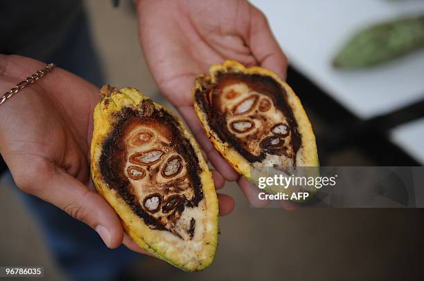 Researcher a diseased cacao pod at the greenhouse of the Tropical Agriculture Research and Education Center in Turrialba, about 40 km southeast of...