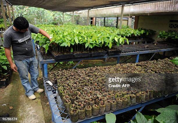 Technician selects cacao plants to graft at the greenhouse of the Tropical Agriculture Research and Education Center in Turrialba, about 40 km...