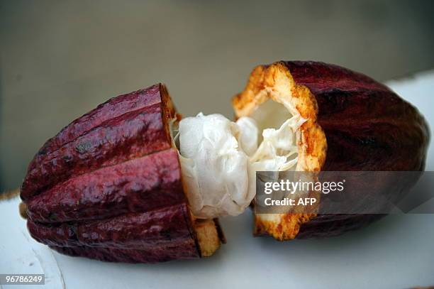 Cacao pod cut-in-half at the Tropical Agriculture Research and Education Center in Turrialba about 40 km southeast of San Jose on February 16, 2010....