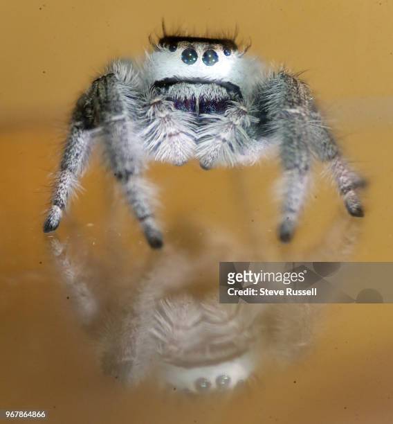 The regal jumping spider, is a large species of jumping spider in eastern North America. This a female, the spiders also have a smiling face on their...