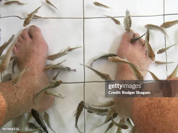 fish nibbling my legs. - tickling feet stock pictures, royalty-free photos & images