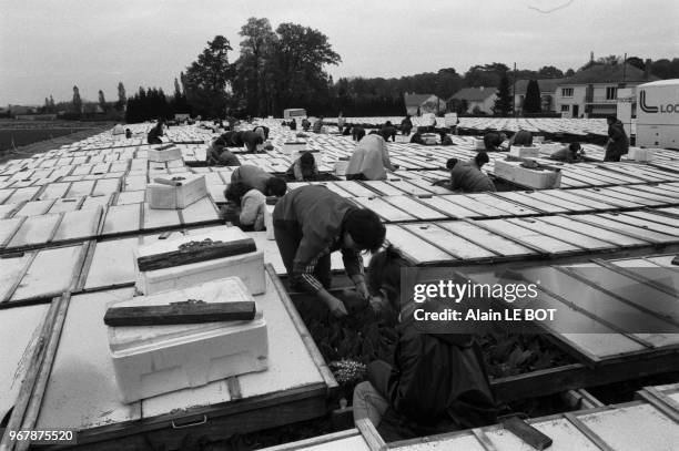 Culture et récolte du muguet à Nantes le 29 avril 1987, France.