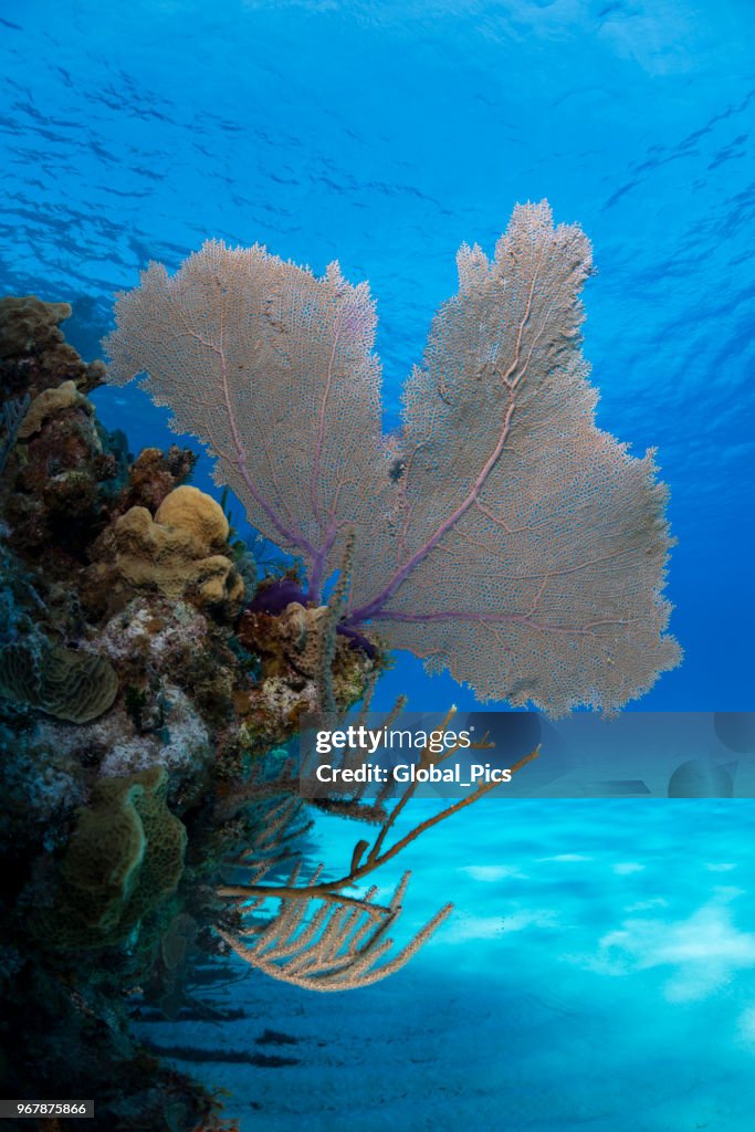 Karibik coral reef