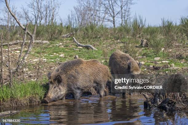 France, Haute-Saone , parc prive, sanglier , buvant dans une flaque d'eau. France, Haute Saone, Private park, Wild Boar , drinking from a puddle.