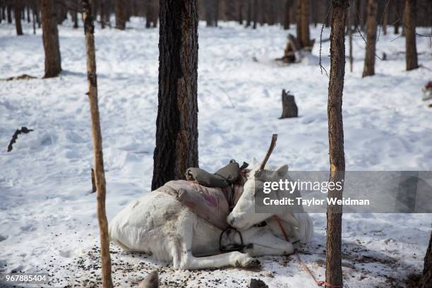 Saddled reindeer sleeps near Tsagaan Nuur, Mongolia.